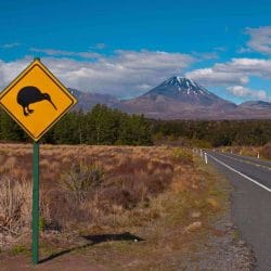 Be on the look out for kiwis on a Pilgrimage to New Zealand with Wonder Voyage