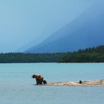 Image of bear with cubs in Alaska