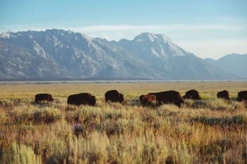 Buffalo grazing in Montana image for wildlife encounters blog post