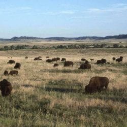 Buffalo near Fort Robinson Lodge in Nebraska