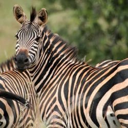 Depositphotos_13171395_m-2015