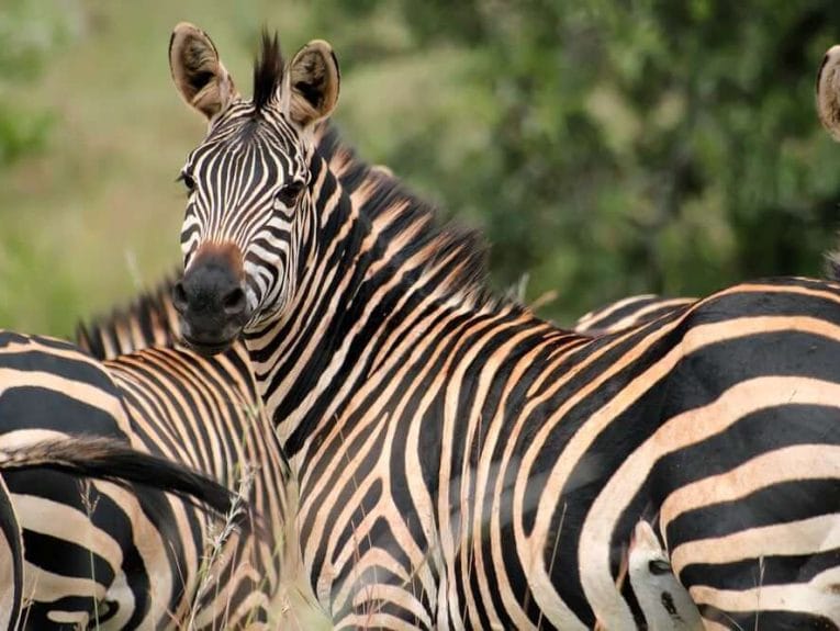 Depositphotos 13171395 m 2015