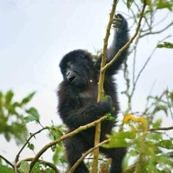 Depositphotos_13784135_m-2015