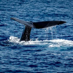Dominica whale watching