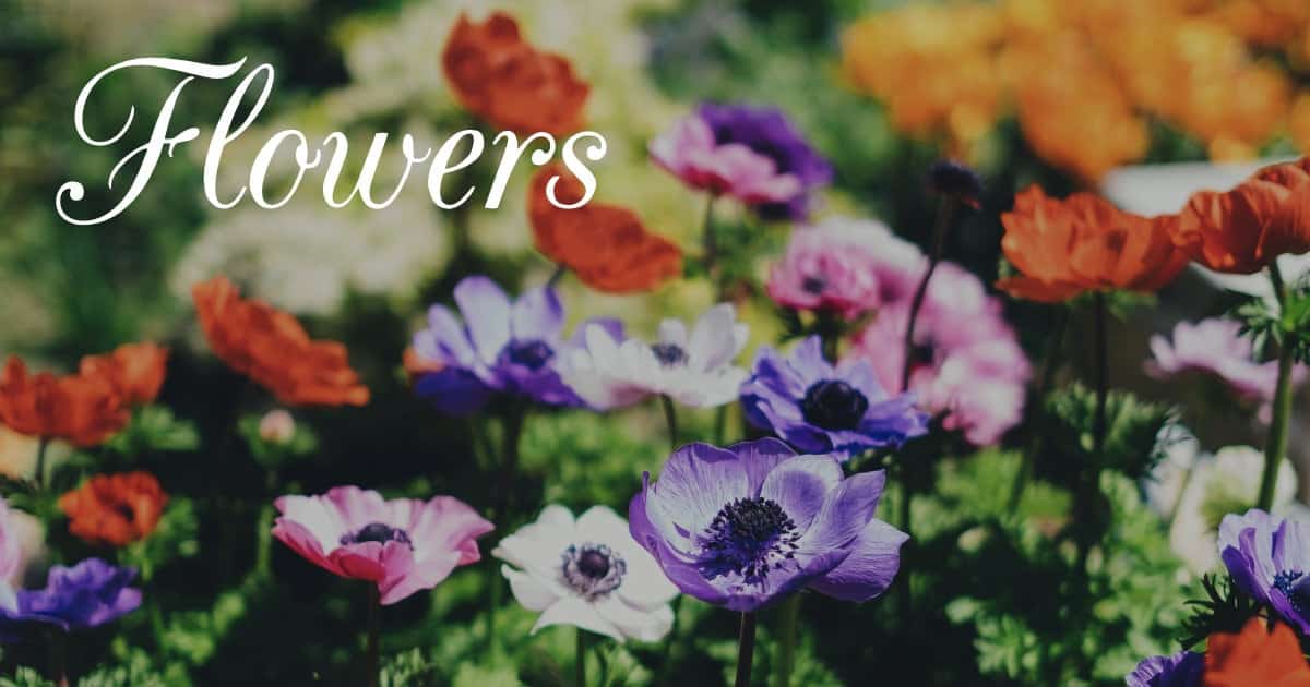 Flower Pictures Flower Pictures