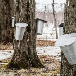 Forest of Maple Sap buckets on trees in Vermont