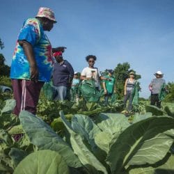Gleaning collard greens