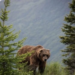 Grizzly Bear near Anchorage Alaska Grizzly Bear near Anchorage Alaska