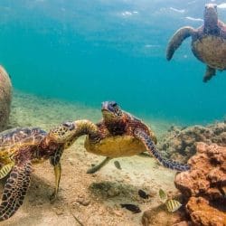 Hawaiian Green Sea Turtle Hawaiian Green Sea Turtle