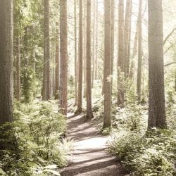 Hiking trail on Bainbridge Island near Seattle