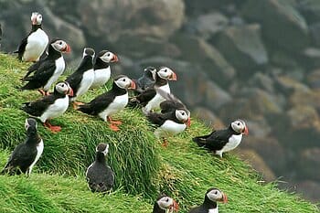 A group of puffins pose for tourist on Ireland pilgrimage