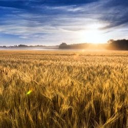 Kansas Golden Wheat Field Kansas Golden Wheat Field