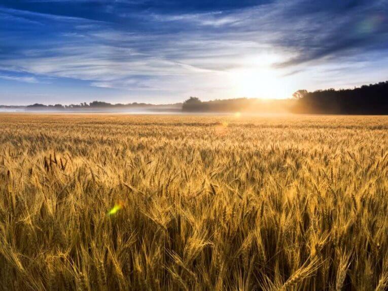 Kansas Golden Wheat Field