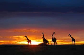 Wildlife encounter with Giraffes at sunset in Kenya