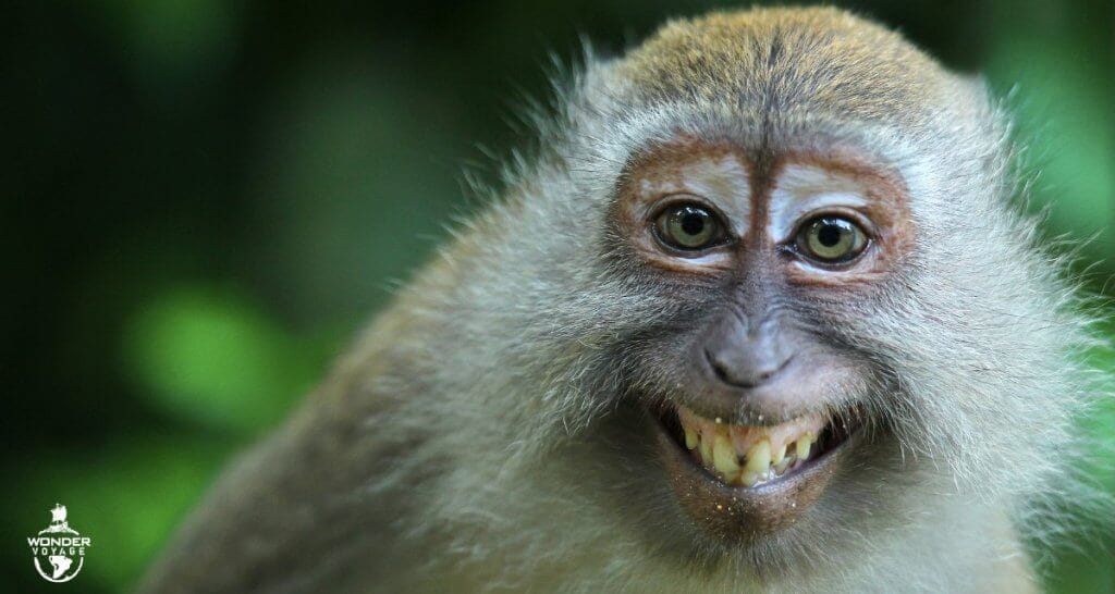 Wonder Voyage Exclusive: 7 Wildlife Encounters From Around The World Monkey smiling for Wonder Voyage blog about animal encounters