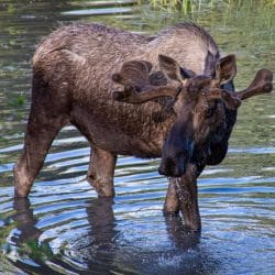 Moose near Anchorage Alaska Moose near Anchorage Alaska