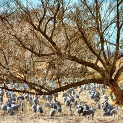 Sandhill Cranes in Nebraska