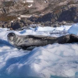 Seal lounging in Antarctica. Seal lounging in Antarctica.