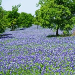 Texas Bluebonnets Texas Bluebonnets
