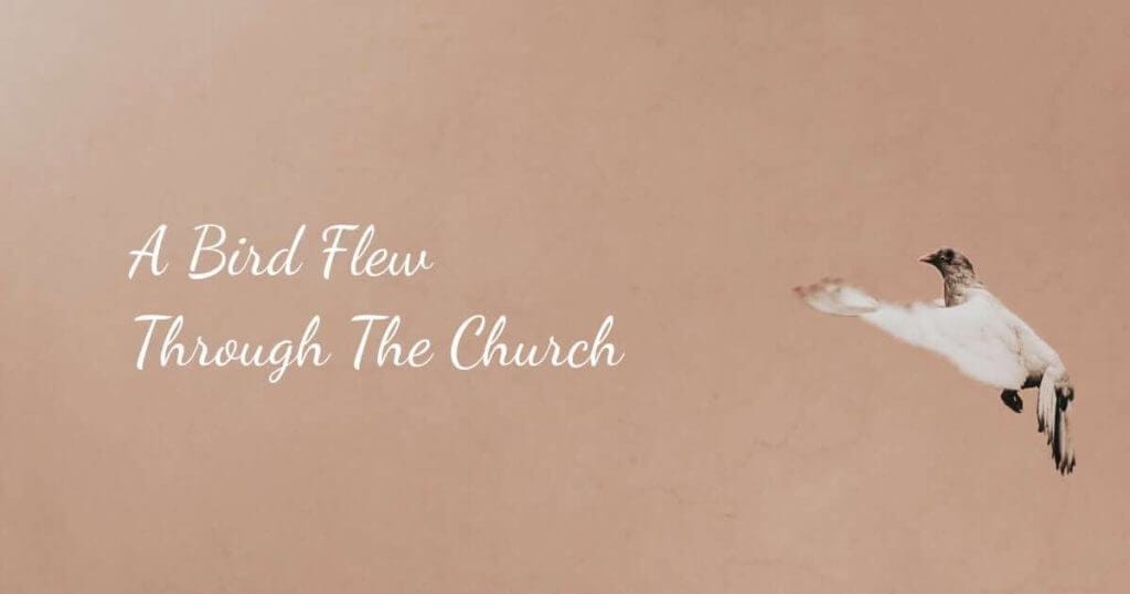 Wonder Moment: A Bird Flew Through The Church A Bird Flew Through The Church