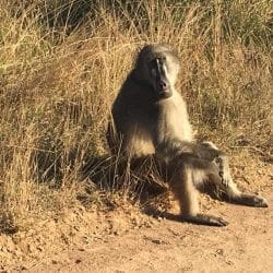 Baboon sitting on the side of the road. Baboon sitting on the side of the road.