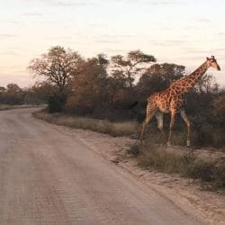 Giraffe crossing the road. Giraffe crossing the road.