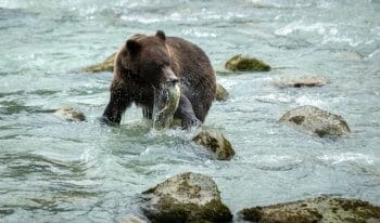 Bear catching fish in Alaska