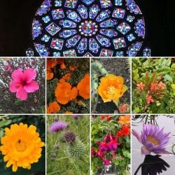 Pictures of flowers Pictures of flowers