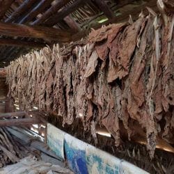 Tobacco drying - Cuba Tobacco drying - Cuba