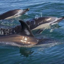 Dolphin Watching