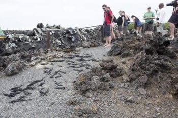 Wildlife encounter in Galapagos Islands