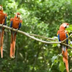 Experience the local wildlife on a Mission Trip to Honduras with Wonder Voyage.