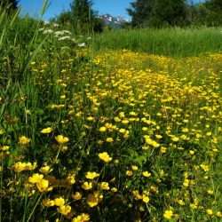 iStock_000002025010Small