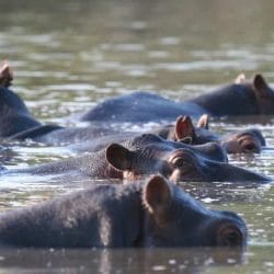 iStock_000004796185Small