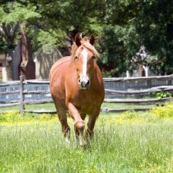 iStock_000009397445Small