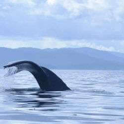 iStock_000014108022Small