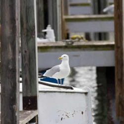 iStock_000020327734Small