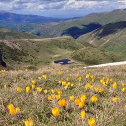 Kosovo mountains wildflowers Kosovo mountains wildflowers