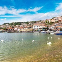 White swans on Ohrid lake