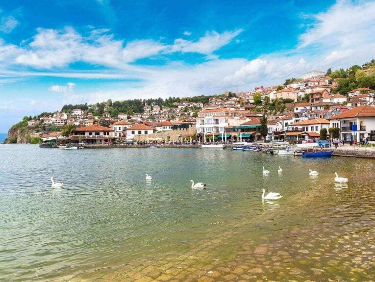 White swans on Ohrid lake