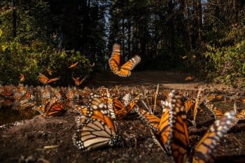 Monarch butterflies in Mexico