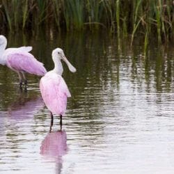 Roseate Spoonbill