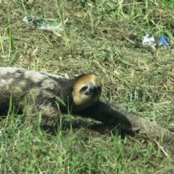 sloth in Guyana