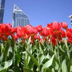 tulips in Atlanta Georgia for Wonder Voyage blog post about Christian pilgrimage destinations within the USA