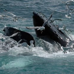 Enjoy wale watching on a mission trip or pilgrimage to Vancouver with Wonder Voyage.